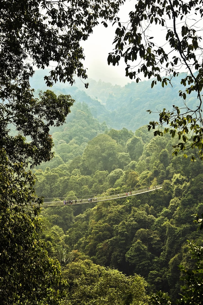 Jungle Trekking