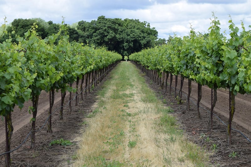 Vineyard Tour
